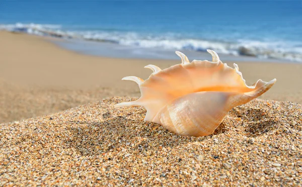 Seashell on the yellow beach sand — Stock Photo, Image