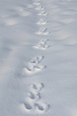 Traces of a hare on a snow clipart
