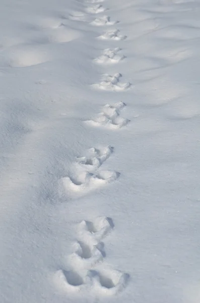 Traces of a hare on a snow — Stock Image Traces of a hare on a snow Royalty Free Stock Photos