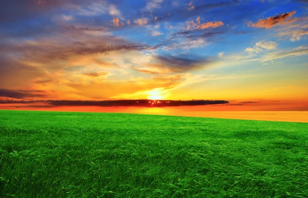 Sunset over the green field — Stock Photo, Image