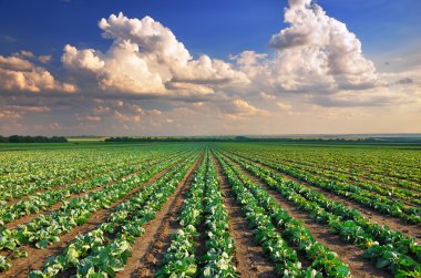 Cabbage field clipart