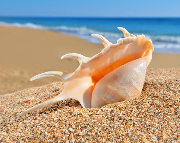 Seashell på en sandstrand — Stockfoto