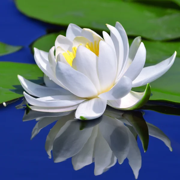 Biała lilia nad jeziorem — Zdjęcie stockowe