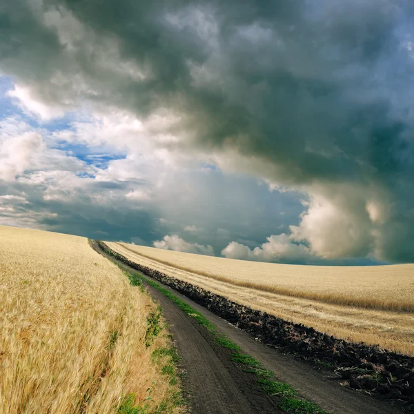 Campo de trigo — Fotografia de Stock