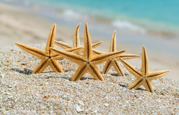 Зоряні рибки на пляжі — стокове фото