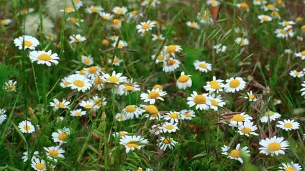 Camomile field — Stock Video