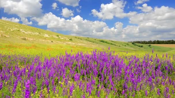 Flores silvestres en el prado — Vídeo de stock