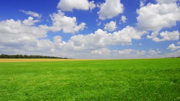 Campo de trigo — Vídeos de Stock