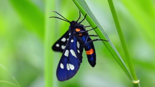 Butterfly sits on a stalk of grass — Stock Video