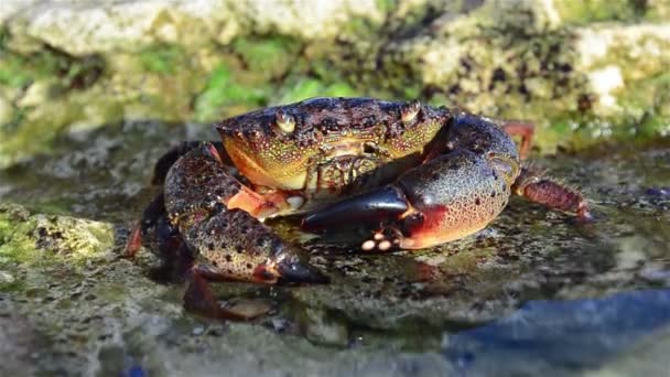 Grand crabe de pierre — Video