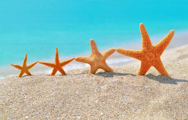 Starfishes on the beach — Stock Photo, Image