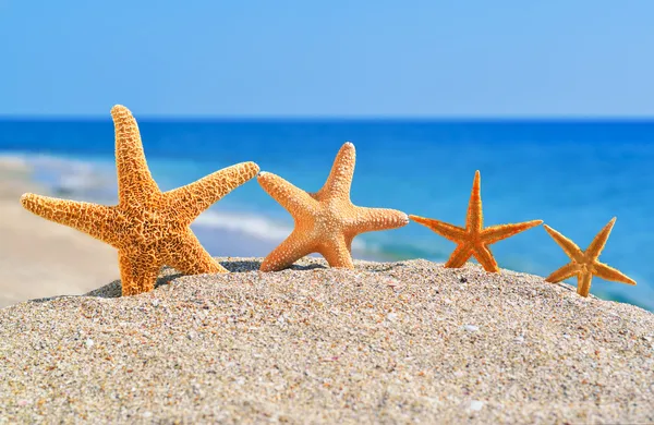 在海滩上的 starfishes — 图库照片