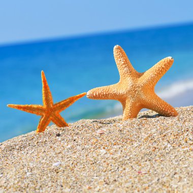 Sahilde starfishes