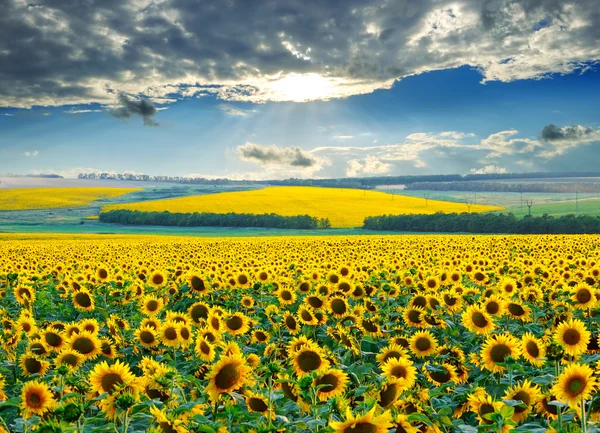 Sonnenaufgang über Sonnenblumenfeldern — Stockfoto