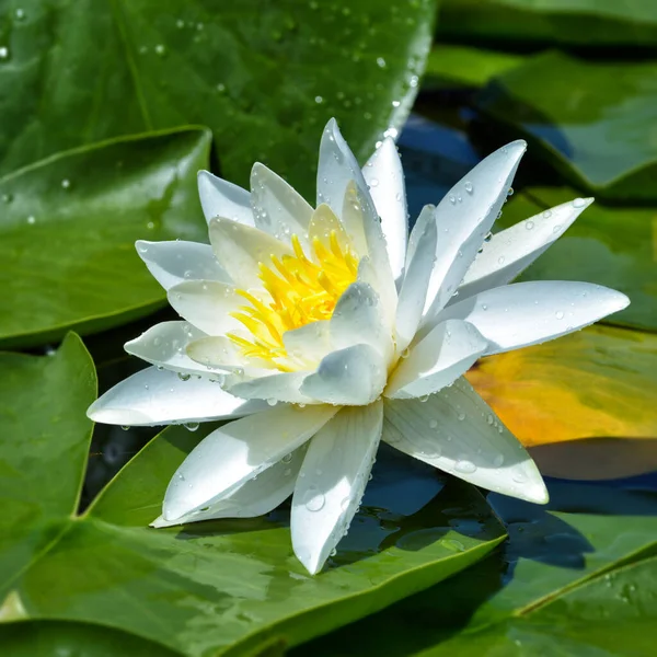 White Lily Forest Lake Background Green Foliage — стоковое фото