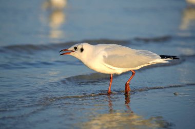 Akşamları deniz kıyısında yiyecek arayan martılar.