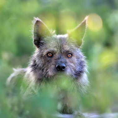 Aç bir sokak köpeği yeşillik çalılıklarında oturur ve avını izler.