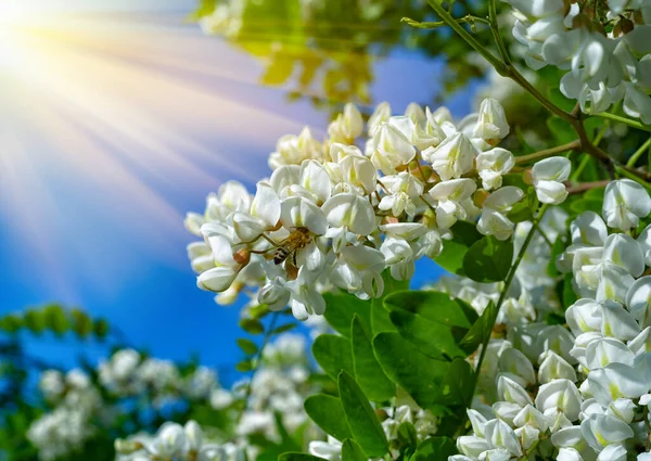 White Flowers Acacia Green Foliage Bright Sun Blue Sky — Stock Photo, Image