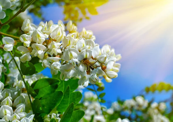 Flores Blancas Acacia Entre Follaje Verde Contra Sol Brillante Cielo — Foto de Stock