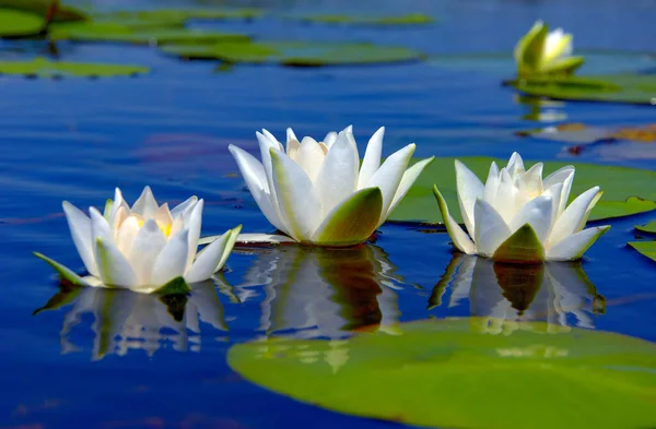 Water Lilies Blue Water Forest Lake Green Leaves Summer Sunny Royalty Free Stock Images