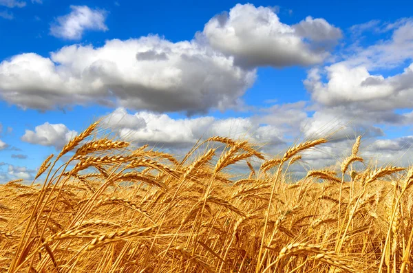 Scenic View Field Wheat Harvest Colors Ukrainian Flag Golden Ears 로열티 프리 스톡 사진