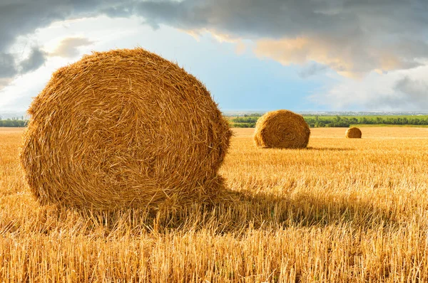 Sheaves Wheat Straw Stubble Field Harvested Wheat Backdrop Dramatic Sky — Φωτογραφία Αρχείου