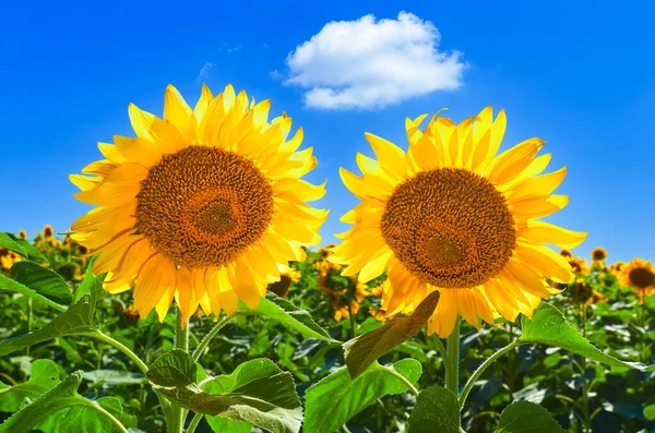 Two Sunflowers Blue Sky White Cloud Bright Sunny Day Beautiful — Φωτογραφία Αρχείου