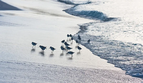 Calidris minutilla flock on the beach — Stock Photo, Image