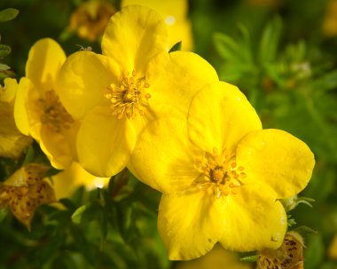Oenothera çiy damlaları içinde