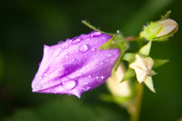 A vízcseppek Bellflower — Stock Fotó