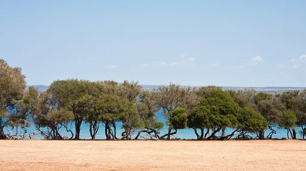 Safari Park. Brijuni National Park. Croatia — Stock Photo, Image