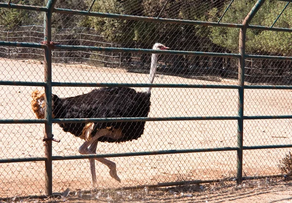 Safari Park. Parque Nacional Brijuni. Croacia — Foto de Stock