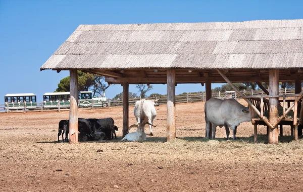 Safari Park. Brijuni National Park. Croatia — Stock Photo, Image