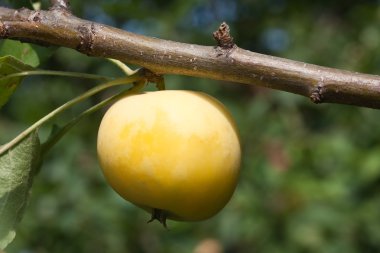 Olgun bir elma dalında
