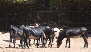 safari park hayvanlarda. brijuni Milli Parkı. Hırvatistan