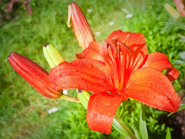 Daylily blommor med vattendroppar. kort skärpedjup — Stockfoto