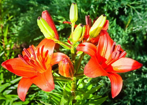 Daylily blommor med vattendroppar. kort skärpedjup — Stockfoto