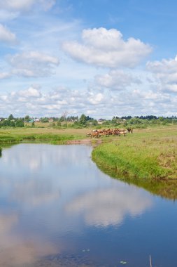 Sulama yerinde atlar