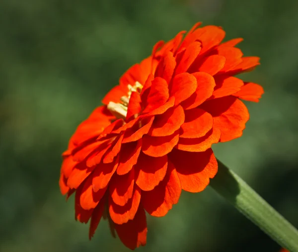 Bela flor clematis roxo em plena floração — Fotografia de Stock