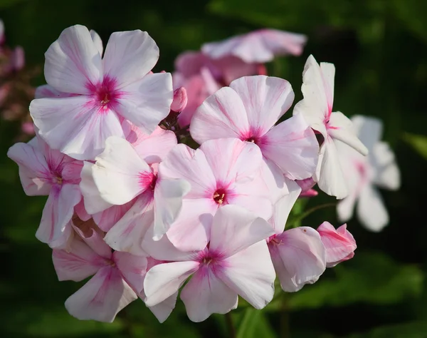 Bellissimo fiore di clematide viola in piena fioritura — Foto Stock