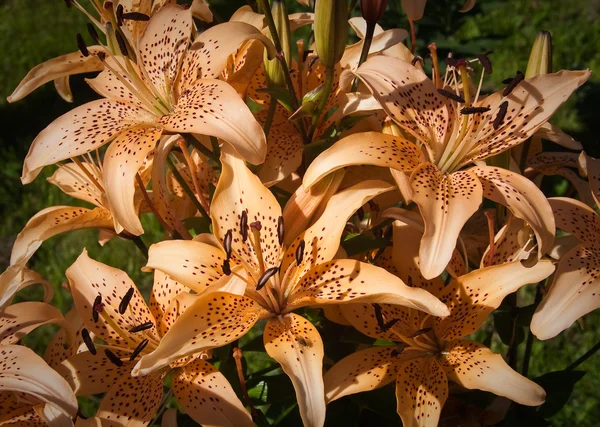 Beskåda av den bruna lilium tigrinum — Stockfoto