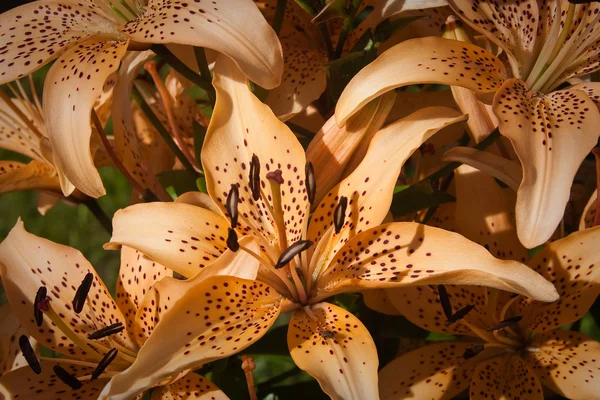 Beskåda av den bruna lilium tigrinum — Stockfoto