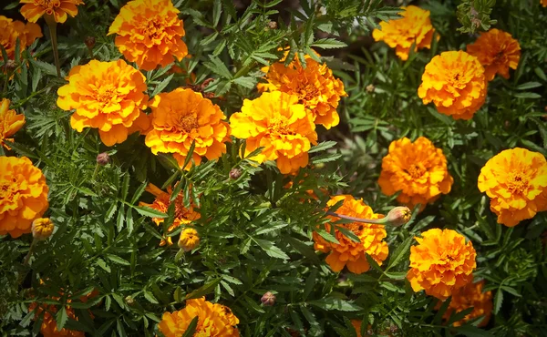 Ανθισμένα λουλούδια marigolds (tagetes) — Φωτογραφία Αρχείου