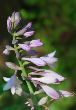 çiçek hosta veya funkia