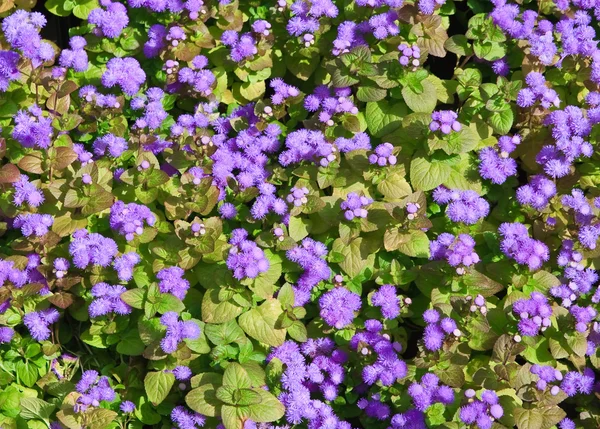 Ageratum. Background — Stock Photo, Image