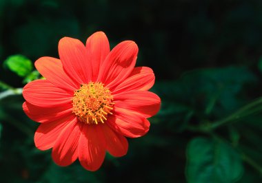 Dahlia koyu arka plan üzerinde kırmızı