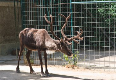 Deer in the world's oldest zoo. Vienna, Austria clipart