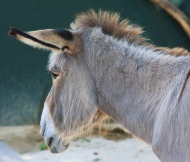 zoo eşek. Vienna, Avusturya 