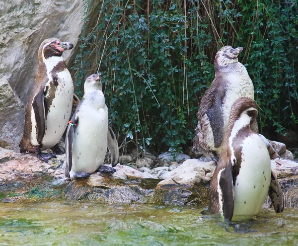 Pinguine. Wiener Tiergarten. Österreich — Stockfoto