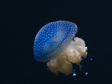 aquar siyah bir zemin üzerine su mozaik denizanası